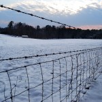Field at Schenk Forest