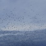 The Birds