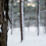 Bark & Snow