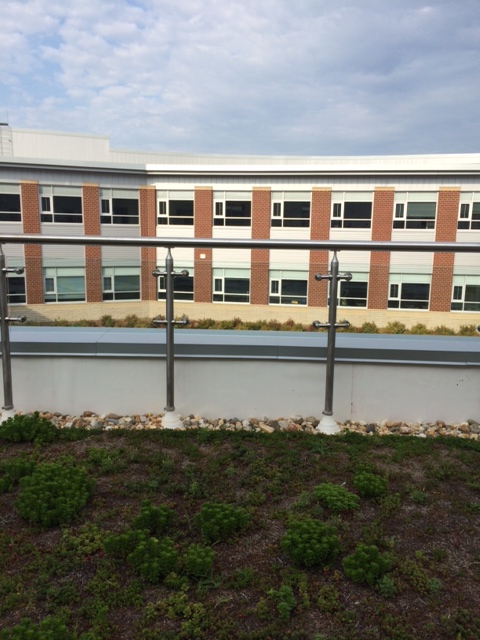Rhythm, pattern, and sustainability on the green roof